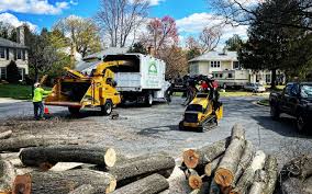 How Our Tree Care Process Works  in  Walnut Hill, TN