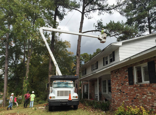 Trusted Walnut Hill, TN Tree Care Experts
