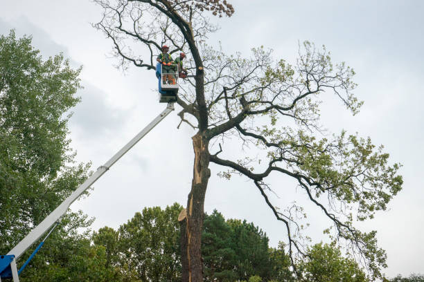Lawn Renovation and Restoration in Walnut Hill, TN